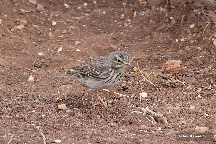 IMG_0256_Berthelot's_Pipit.JPG