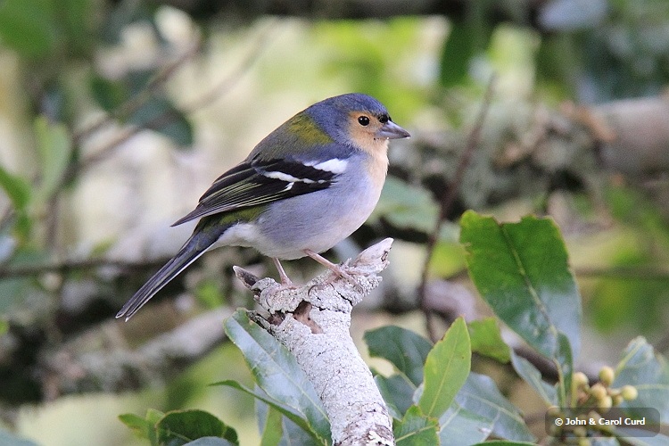 IMG_0321_Madeiran_Chaffinch.JPG