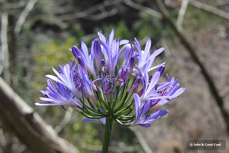 IMG_0373_Agapanthus.JPG