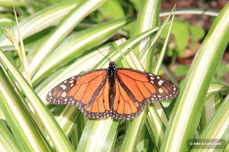 IMG_0506_Monarch.JPG
