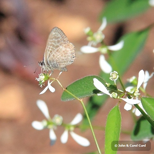 IMG_0572_Lang's_Short-tailed_Blue.JPG