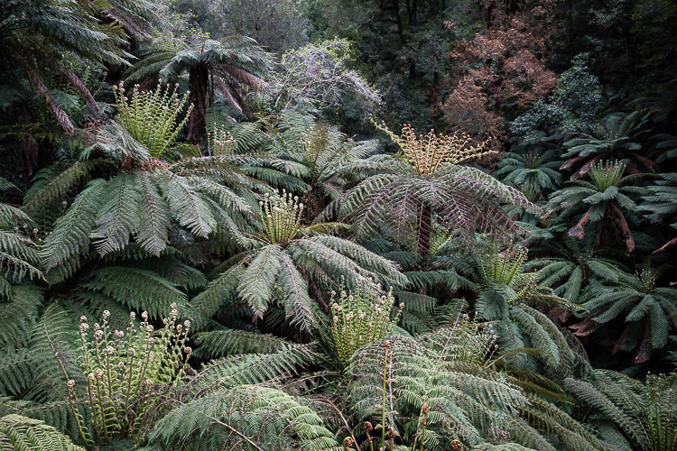 _17C7902.jpg