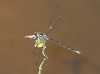 J17_3223 Austroargiolestes icteromelas male