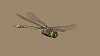 J17_3439 Anax papuensis