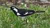 J17_3580 Magpie-lark