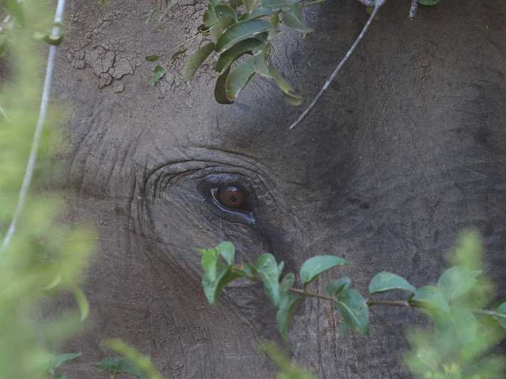 J18_4364-as-high-as-an-elephant's-eye.jpg