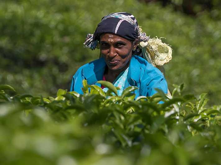 Tea-Picker-unposed-4267.jpg