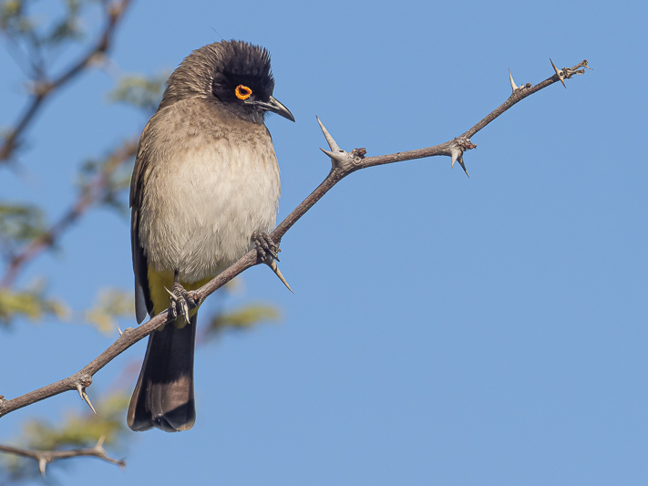 African Red-eyed Bulbul.jpg