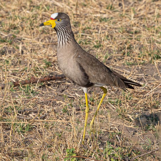 African Wattled Lapwing.jpg