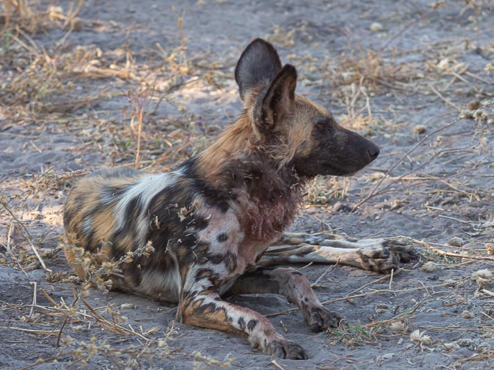 African Wild Dog.jpg
