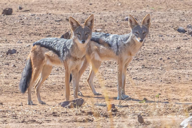 Black-backed Jackals.jpg