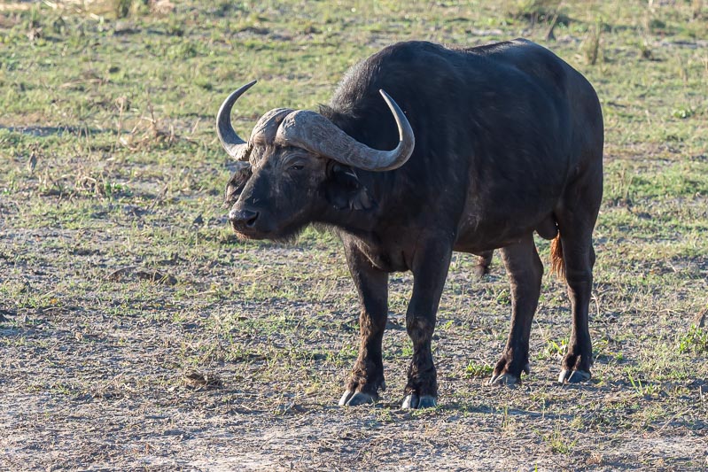 Cape Buffalo.jpg