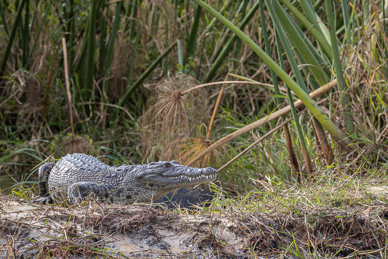 Crocodile.jpg
