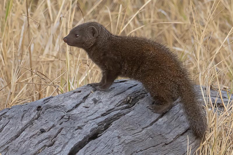 Dwarf Mongoose.jpg