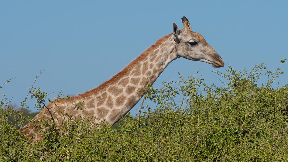 Giraffe.jpg