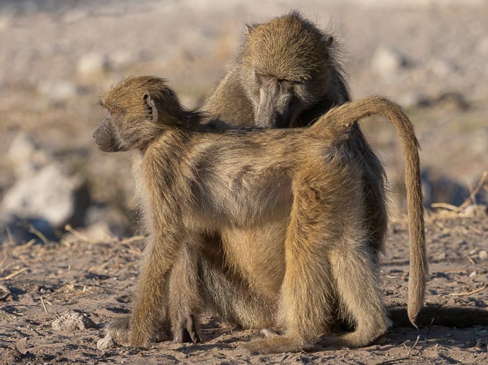 Grooming.jpg