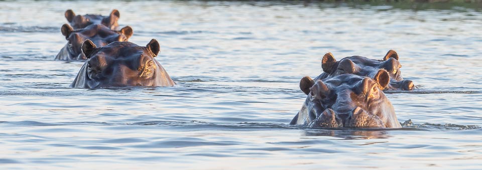 Hippos approaching.jpg