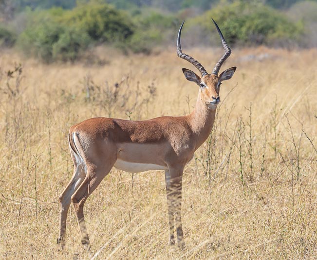 Impala.jpg