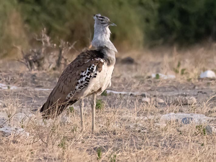 Kori Bustard.jpg