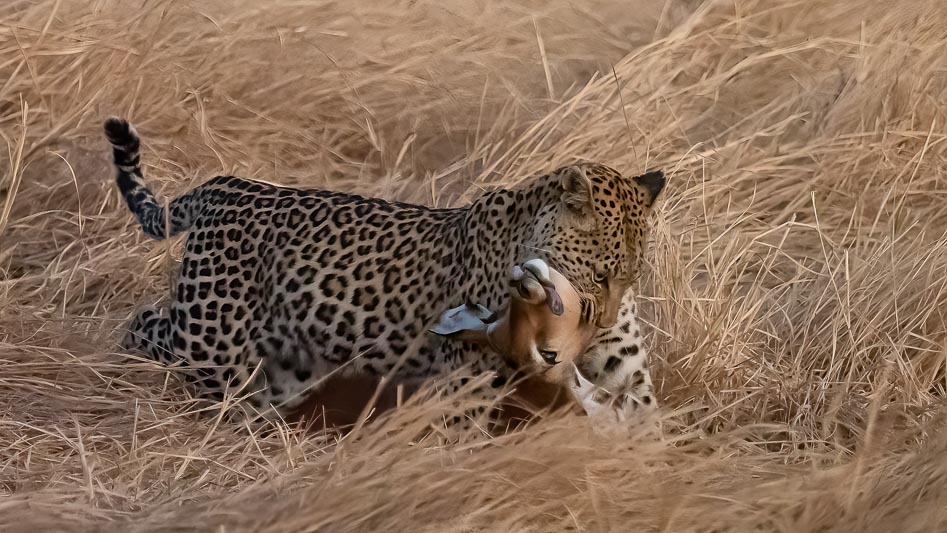 Leopard and kill.jpg