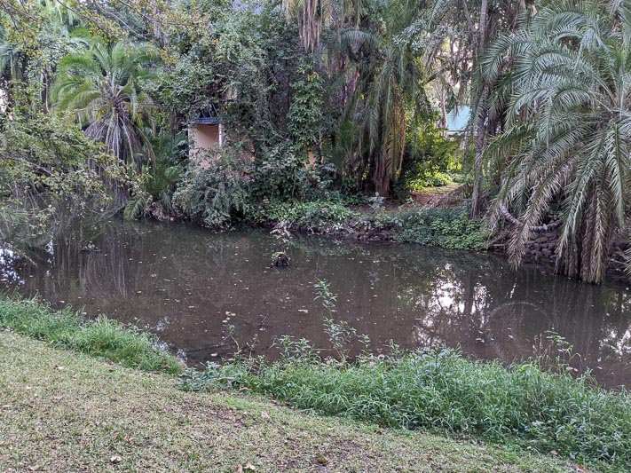 Livingstone dragonfly pool.jpg