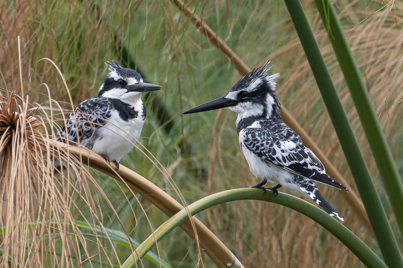 Pied Kingfishers.jpg