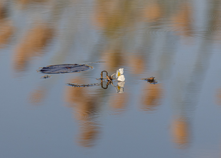 Water plant.jpg