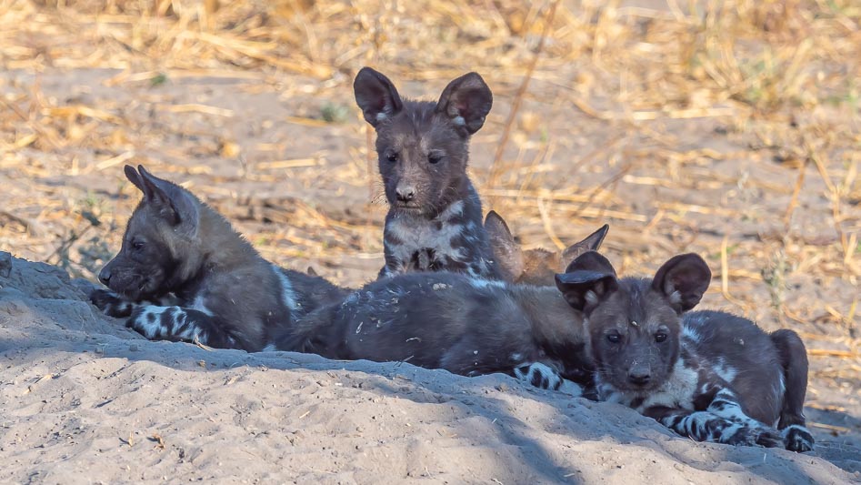 Wild Dog pups.jpg