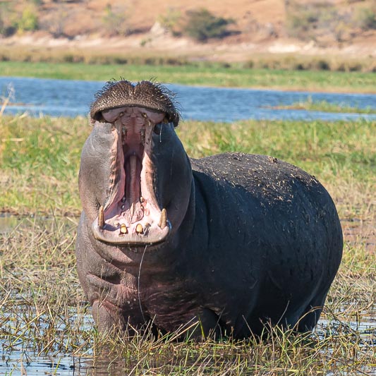 Yawn.jpg