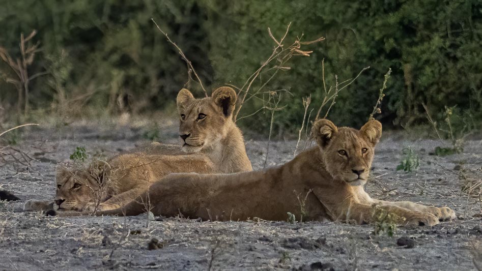 Young Lions.jpg