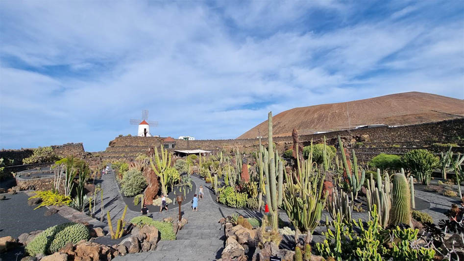 Cactus-Garden.jpg