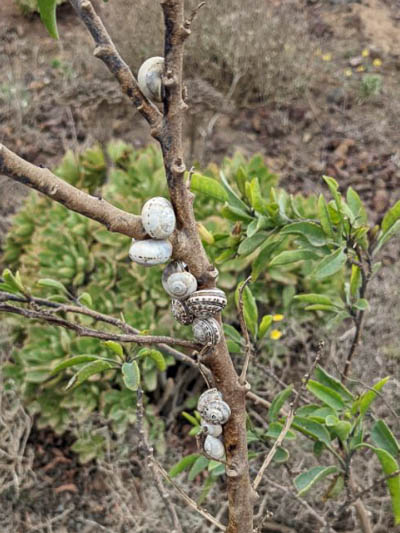 Snails estivating.jpg