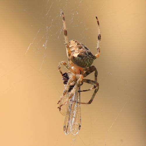 Garden_Spider_01.JPG