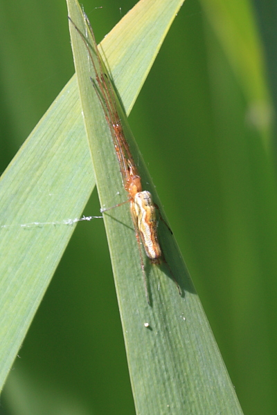 Tetragnatha.JPG