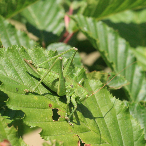 IMG_0298_Great_Green_Bush_Cricket.JPG