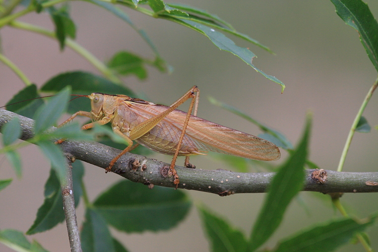 IMG_6262_Great_Green_Bush-cricket.JPG