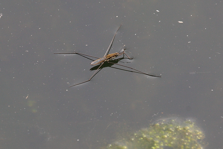 IMG_7188_Pond_Skater.JPG