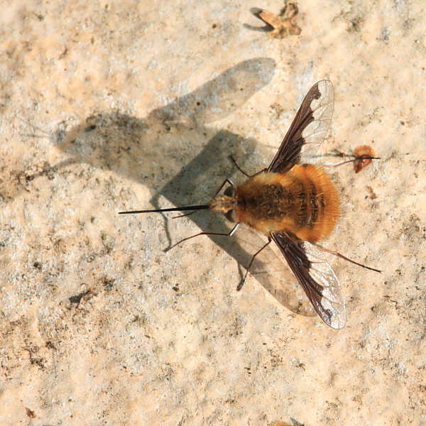 IMG_8683_Bee-fly.JPG