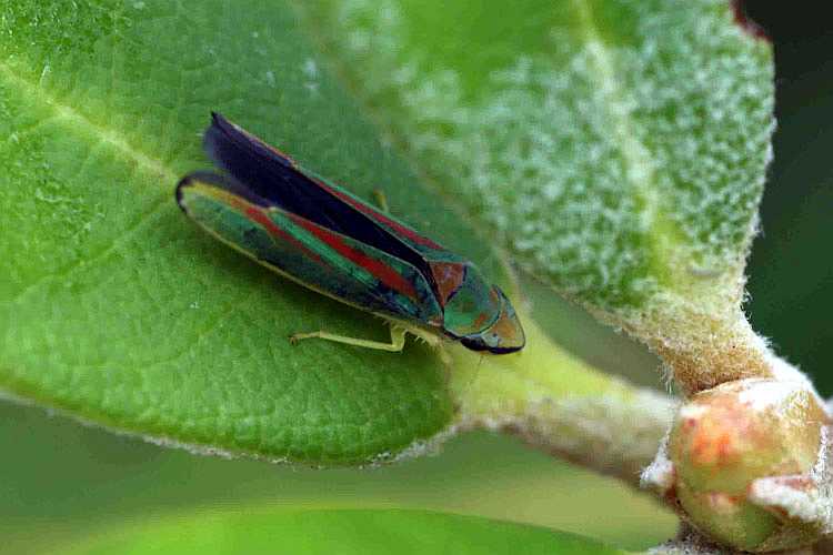 Rhododendron_Leafhopper.jpg