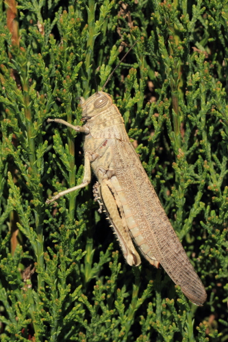 _MG_0921_Egyptian_Grasshopper.JPG