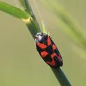 IMG_0317_Froghopper.JPG