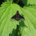 IMG_6173_Bee-fly.JPG