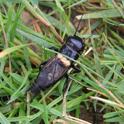 IMG_6486 Field Cricket