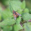 IMG_7590_Fruit_Fly.JPG