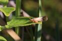 IMG_7670_Caddis_Fly.JPG