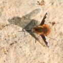 IMG_8683_Bee-fly.JPG