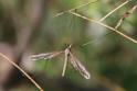 IMG_9156_Crane_Fly.JPG