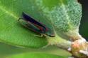 Rhododendron_Leafhopper