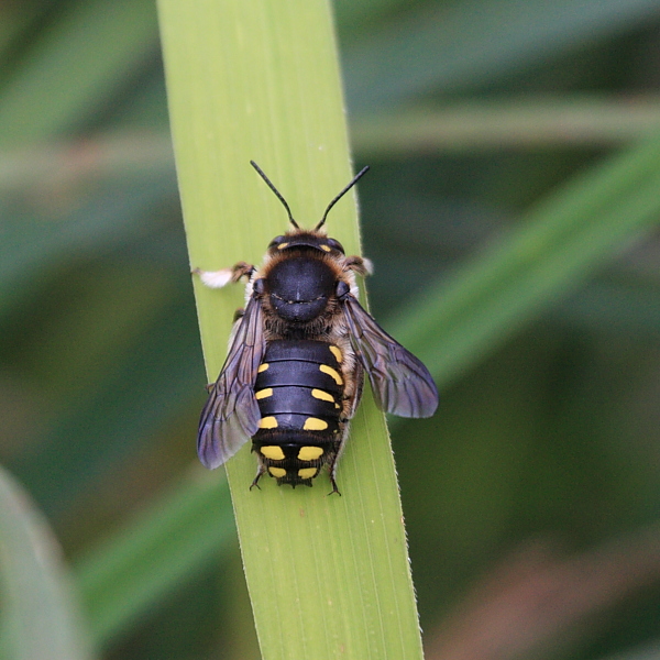 Anthidium_Bee.JPG