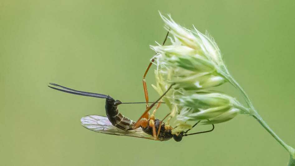 Lissonota lineolaris.jpg